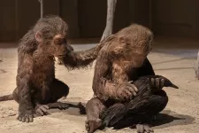 Monkeys:photo