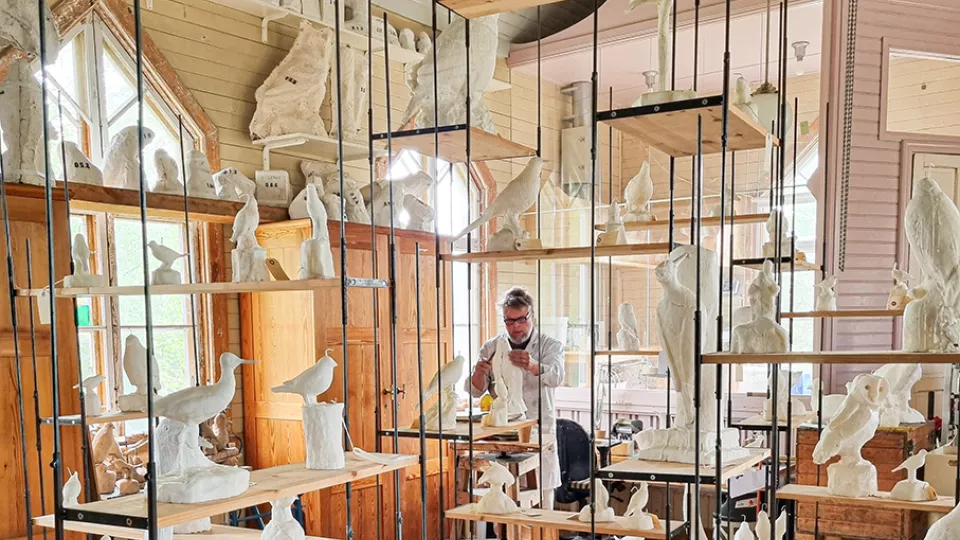 Fredrik Strid i sin ateljé. Omkring honom finns hyllor fyllda med vita fågelskulpturer i stearin. Fotografi.